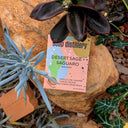 Desert Sage + Saguaro Bar Soap